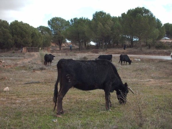 Trashumancia en El Picazo