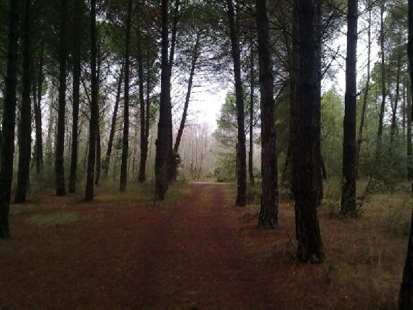 Vistas en El Picazo